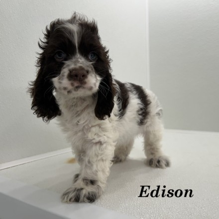 puppy, for, sale, Cocker Spaniel, Joe & Cherri  Overlease, dog, breeder, Miller, MO, dog-breeder, puppy-for-sale, forsale, nearby, find, puppyfind, locator, puppylocator, aca
